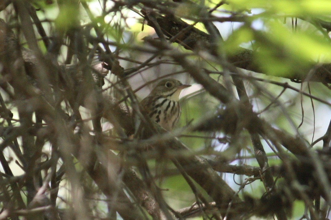 Ovenbird - ML349713761