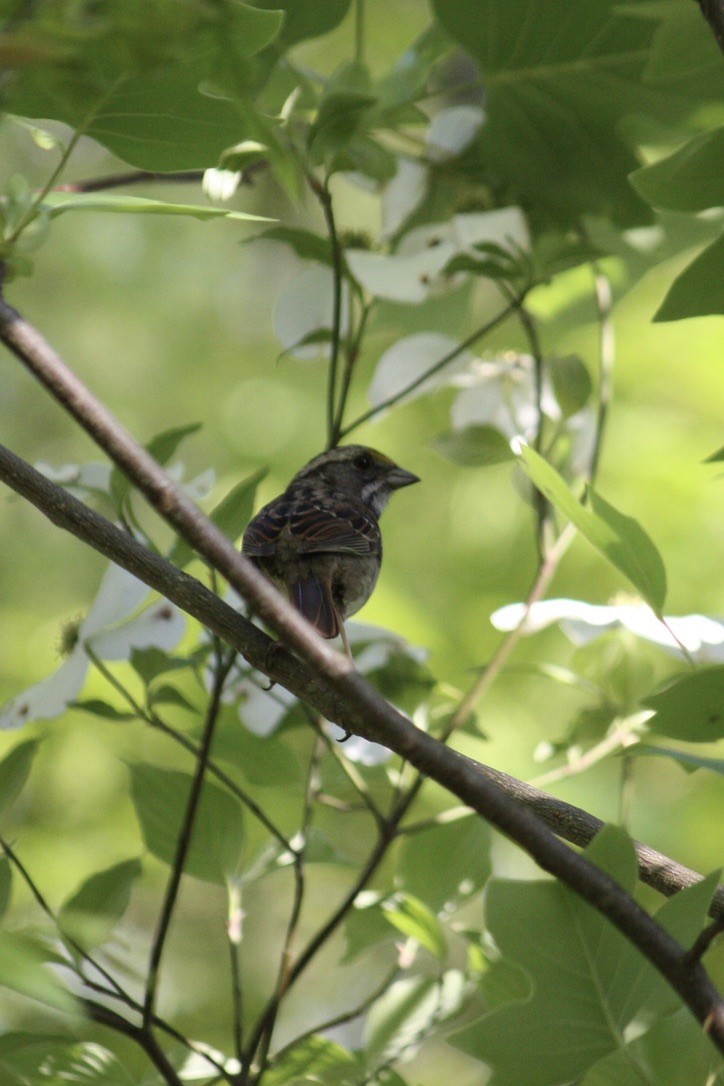 White-throated Sparrow - ML349714361