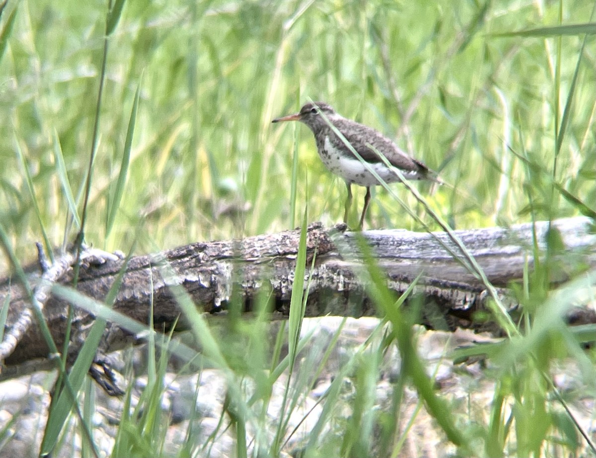 Spotted Sandpiper - ML349716251
