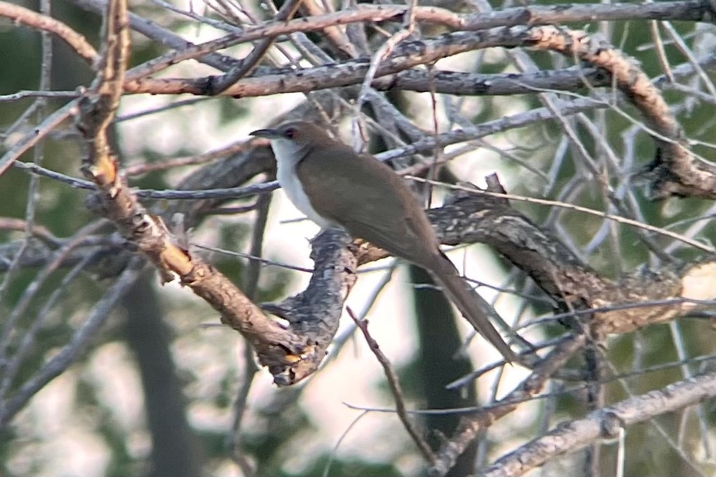 Black-billed Cuckoo - John Breker