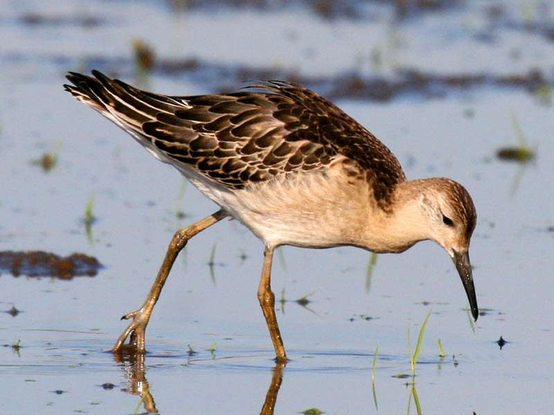 Kampfläufer - ML34971911