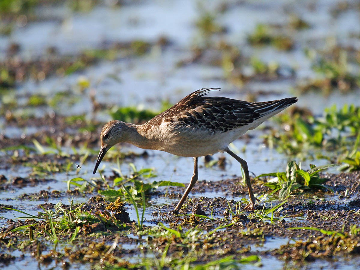 Kampfläufer - ML34971971