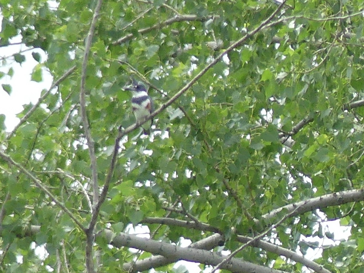 Belted Kingfisher - ML349719931