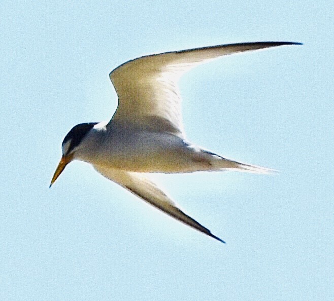 Least Tern - ML349720121