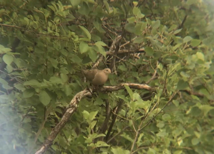 Mourning Dove - ML349720391