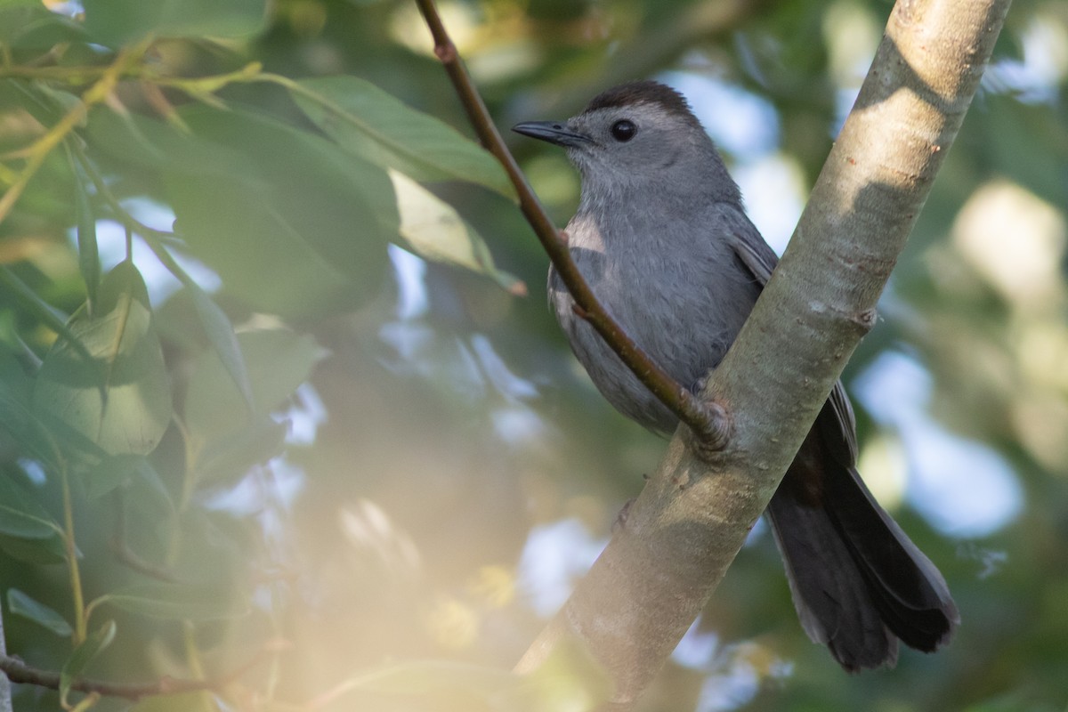 Gray Catbird - Rob Fowler