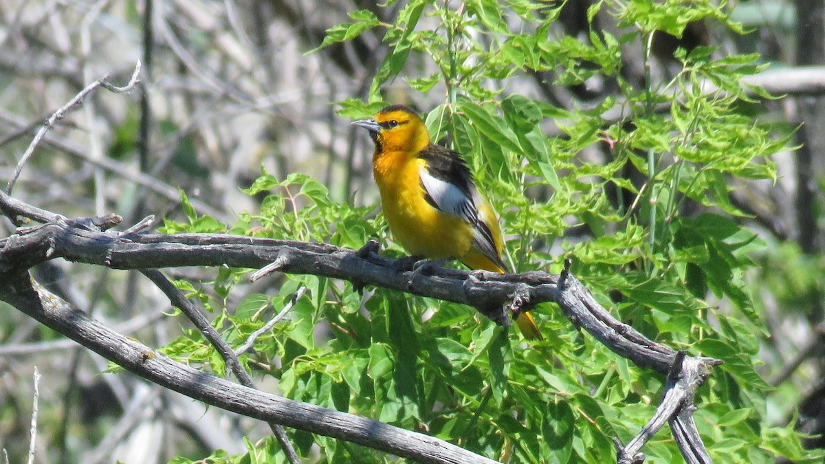 Bullock's Oriole - Curtis Mahon