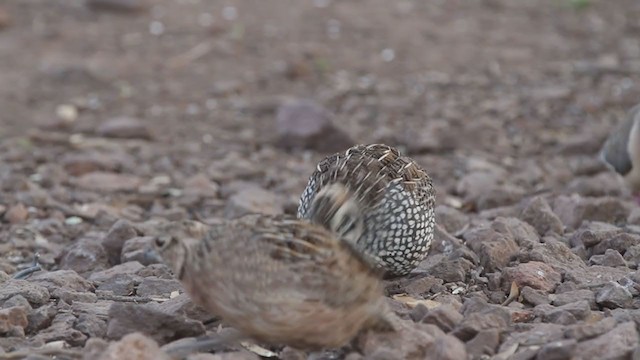 Montezuma Quail - ML349721221