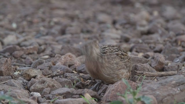Montezuma Quail - ML349721641