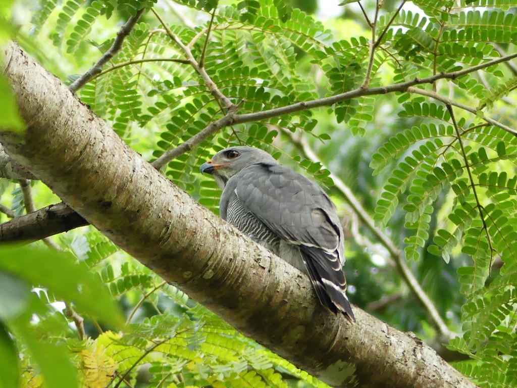 Lizard Buzzard - ML349722121