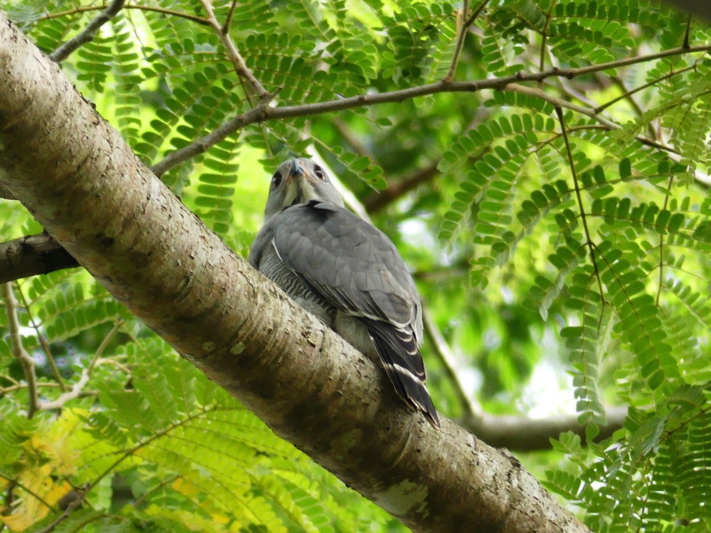 Lizard Buzzard - ML349722151