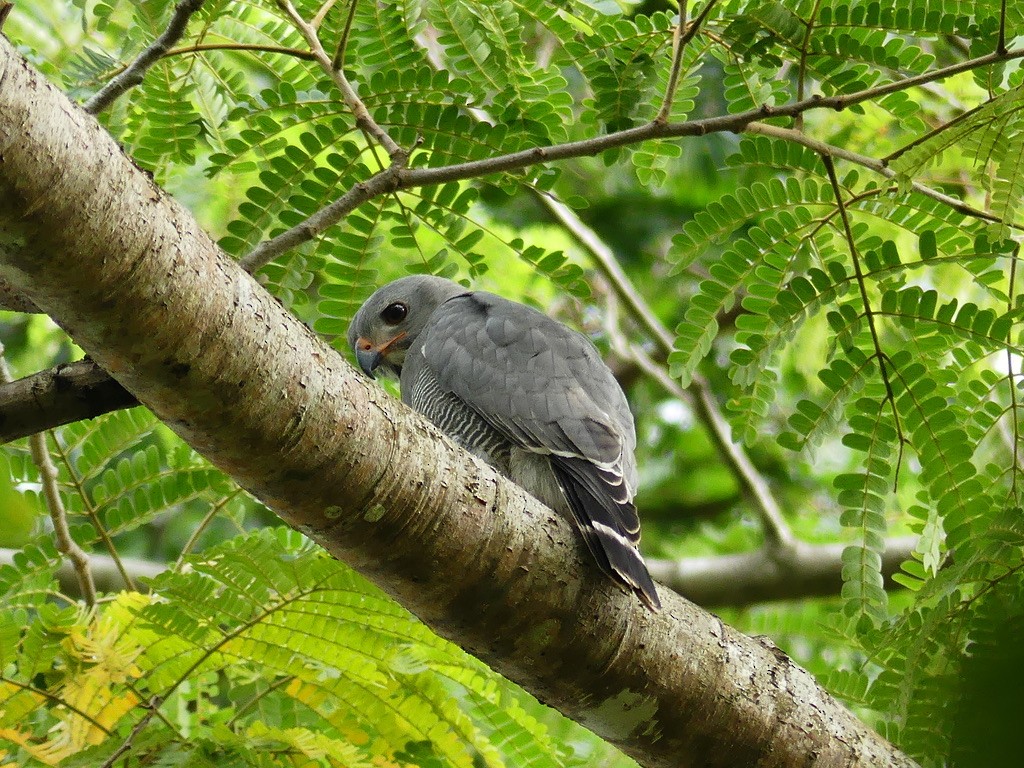 Lizard Buzzard - ML349722191