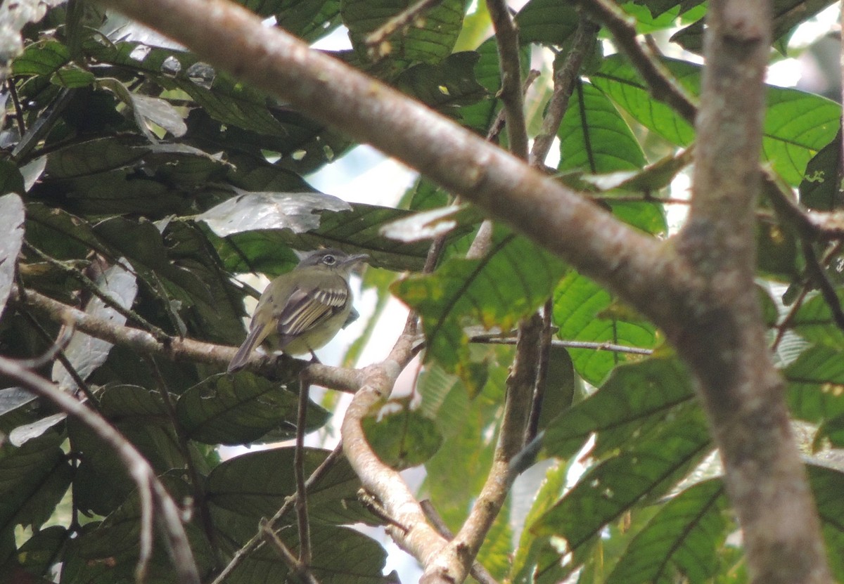 Gray-crowned Flatbill - ML34972231