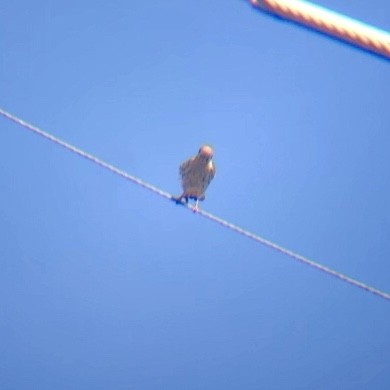 American Kestrel - ML349723571