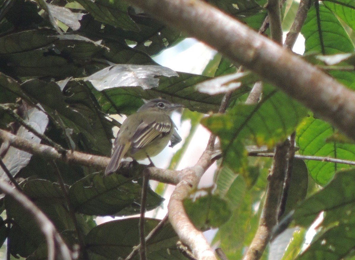 Gray-crowned Flatbill - ML34972411
