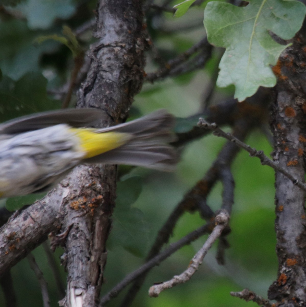 Virginia's Warbler - ML349724581