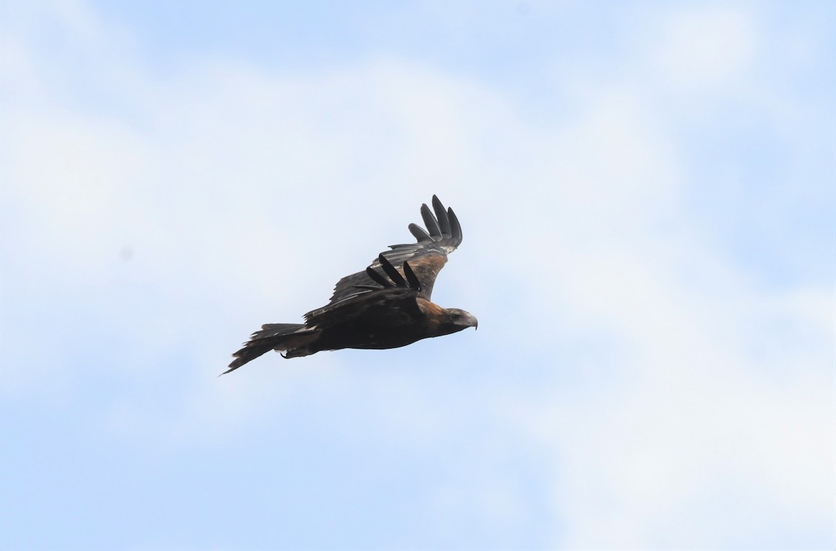 Wedge-tailed Eagle - ML349725611