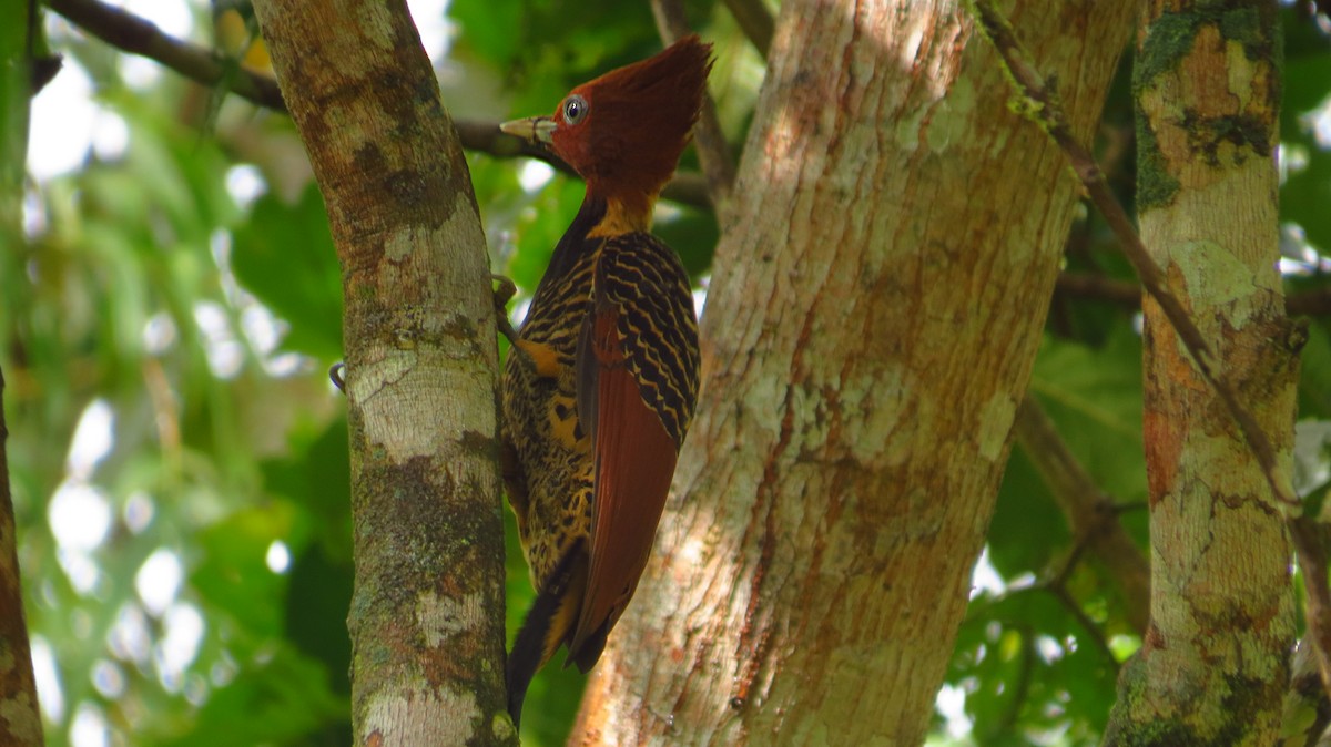 Rufous-headed Woodpecker - Jorge Muñoz García   CAQUETA BIRDING