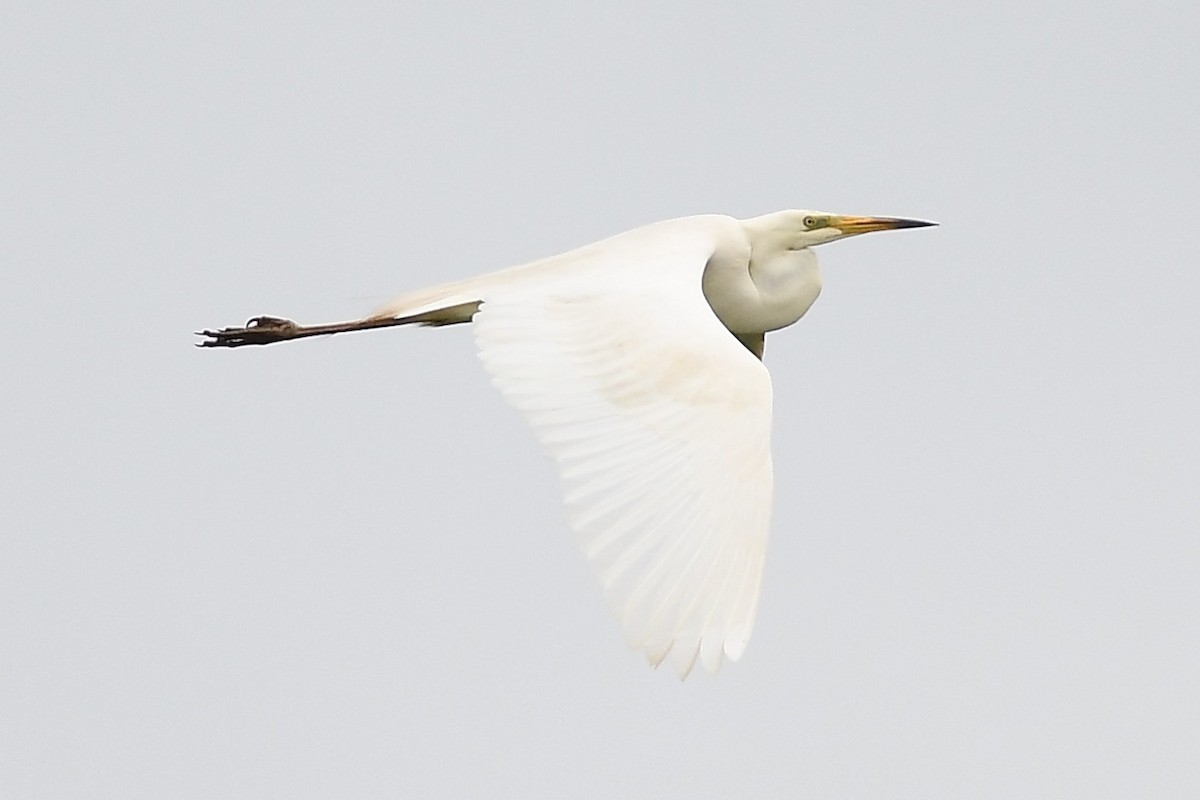 Great Egret - Bart Wickel