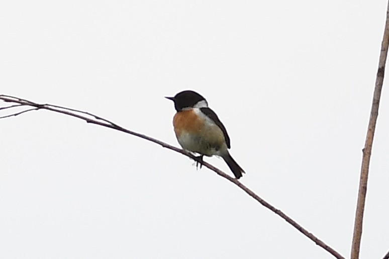 European Stonechat - ML349727921