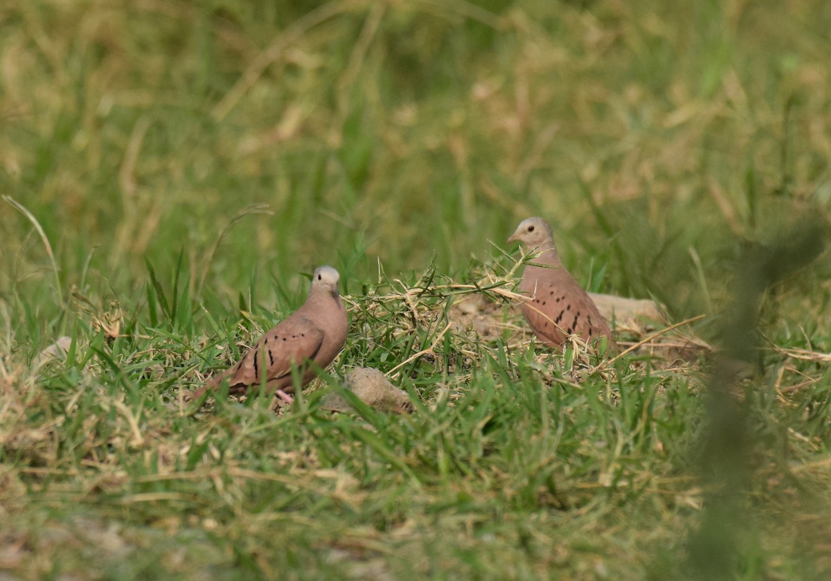 Ruddy Ground Dove - Ryan O'Donnell