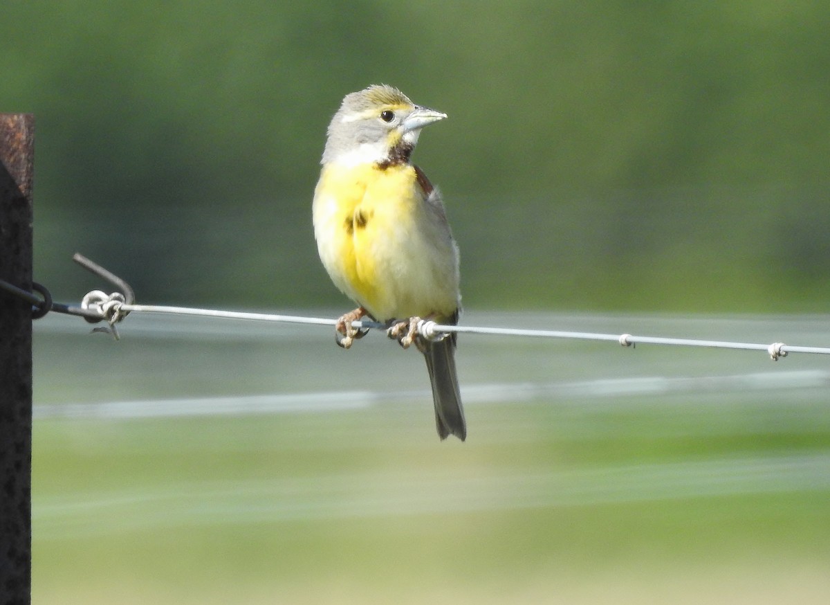 Dickcissel - Donna Johnston