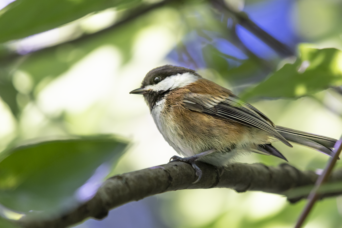 Chestnut-backed Chickadee - David Badke