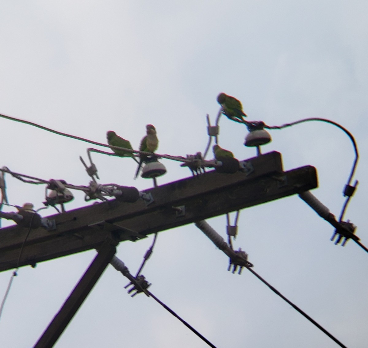 Monk Parakeet - ML349731821
