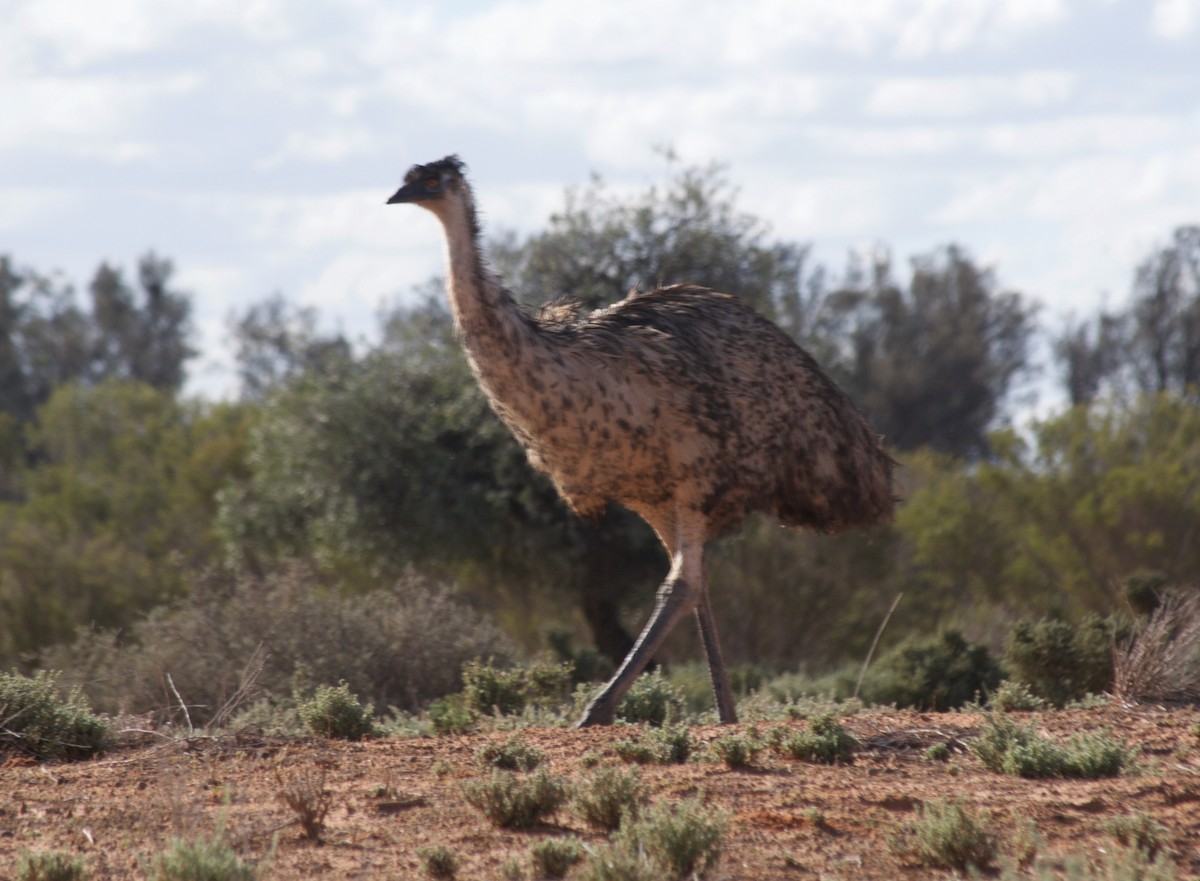 Émeu d'Australie - ML349732021