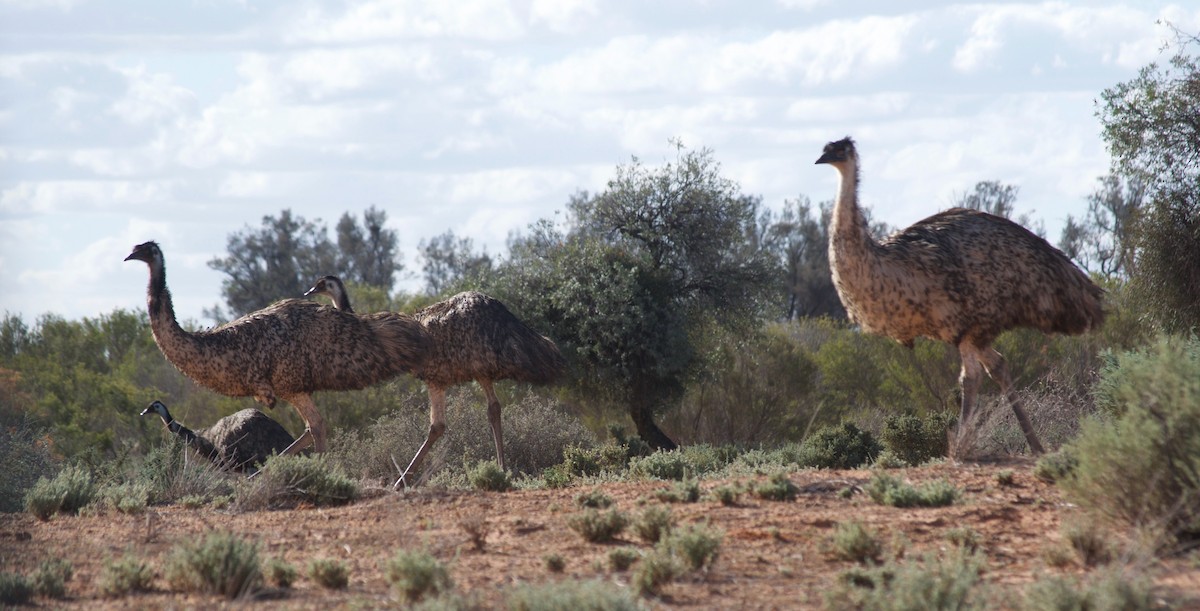 Émeu d'Australie - ML349732031