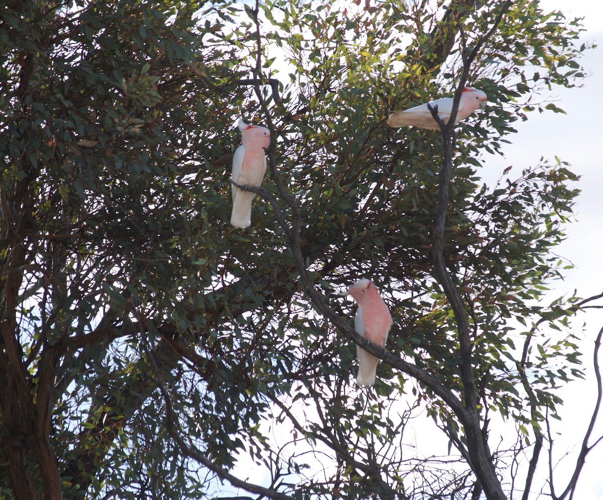 Cacatoès de Leadbeater - ML349732131