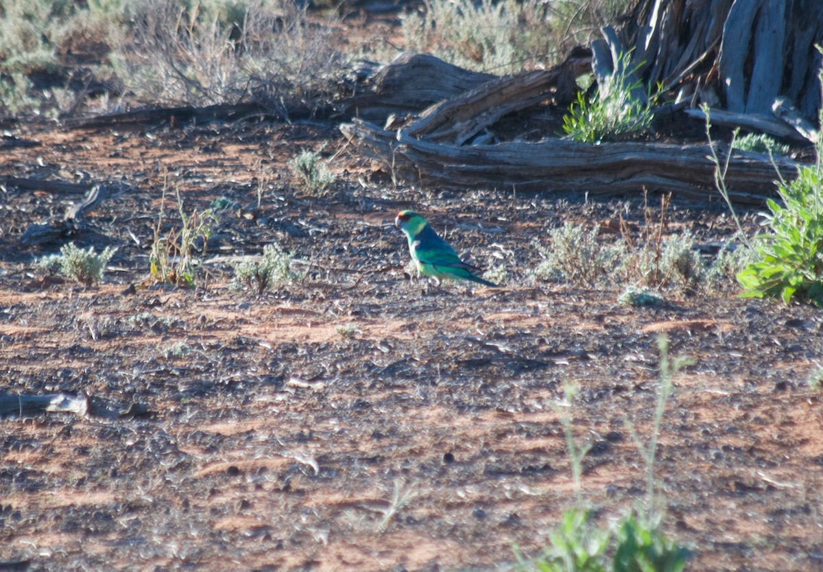 Perruche à col jaune - ML349732151