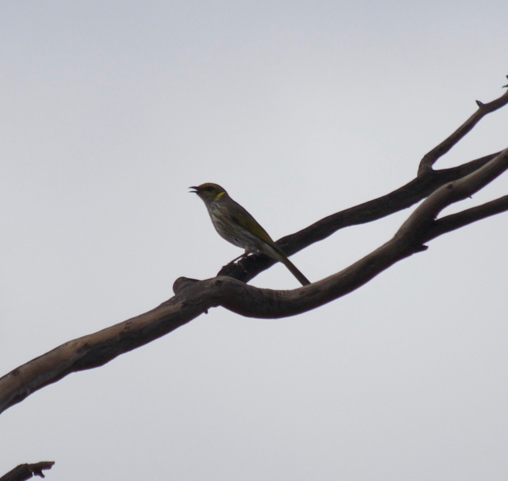 Méliphage orné - ML349732171