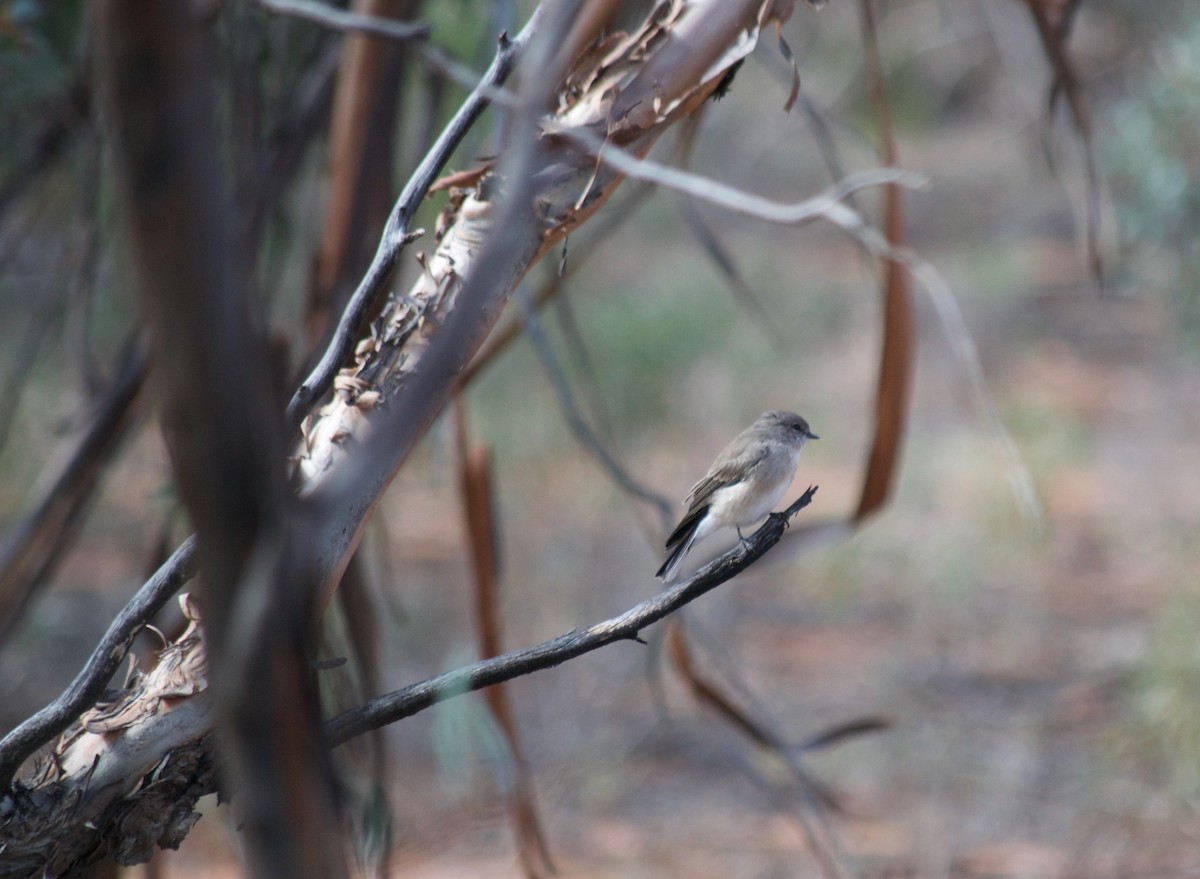 Miro enchanteur - ML349732281