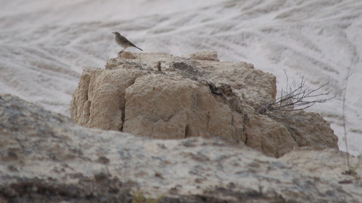 Pipit d'Australie - ML349732361