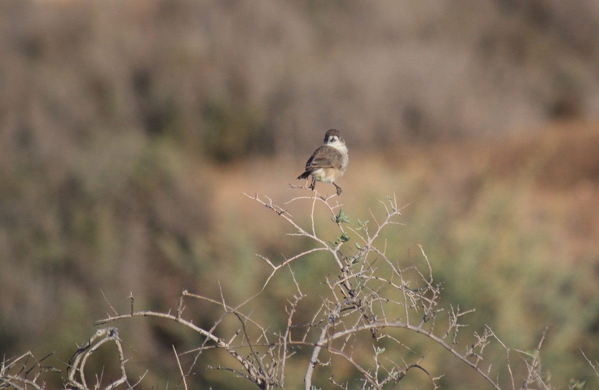 Acanthize blanchâtre - ML349732461