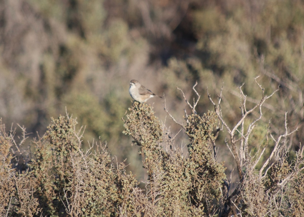 Acanthize blanchâtre - ML349732471