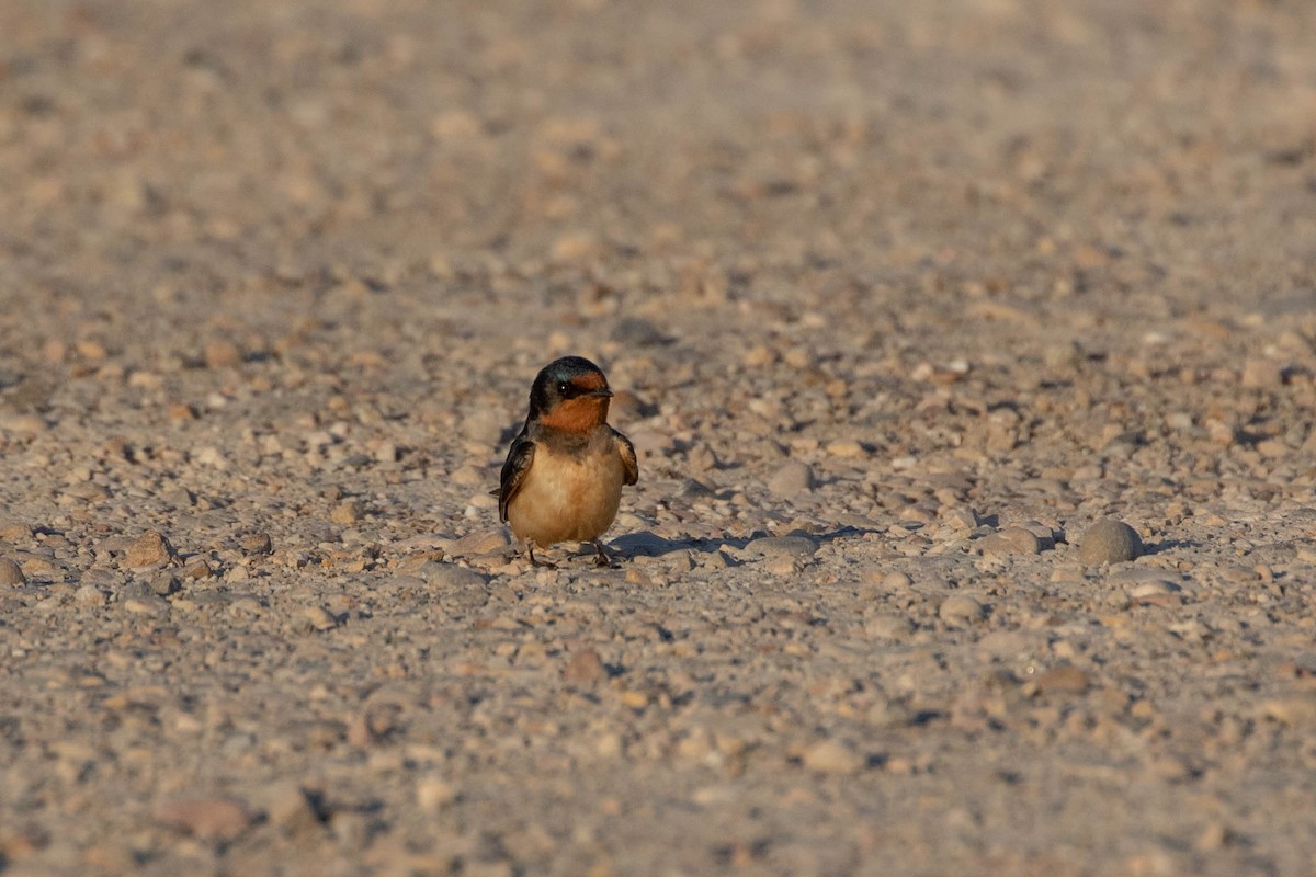 Barn Swallow - ML349733041