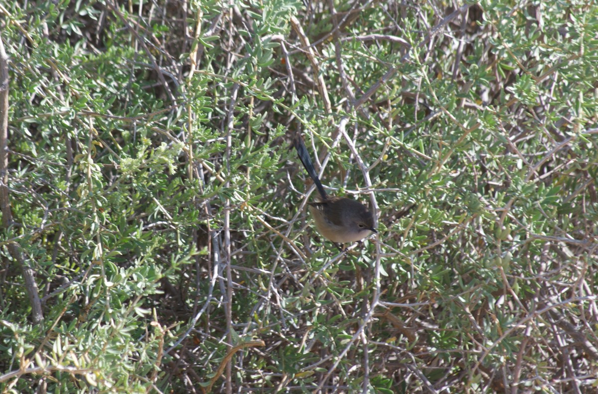 Mérion violacé - ML349733841