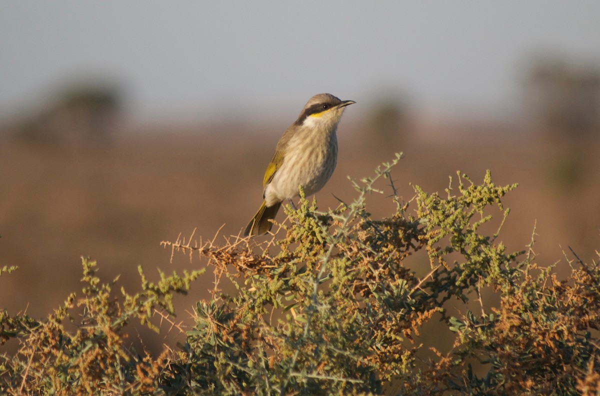 Méliphage chanteur - ML349734401