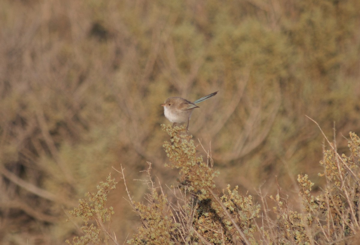 Mérion leucoptère - ML349734421