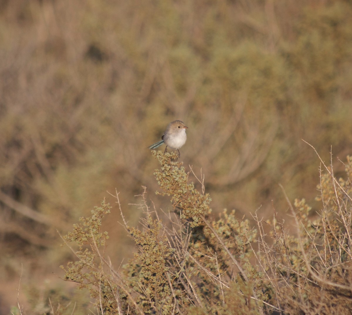 Mérion leucoptère - ML349734451
