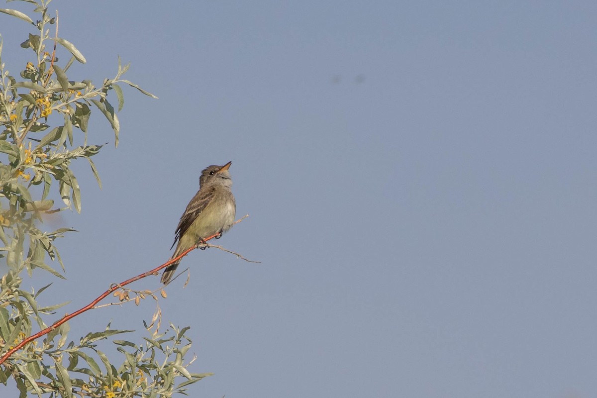 Willow Flycatcher - Neil Hayward