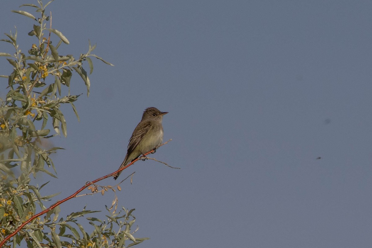 Willow Flycatcher - Neil Hayward