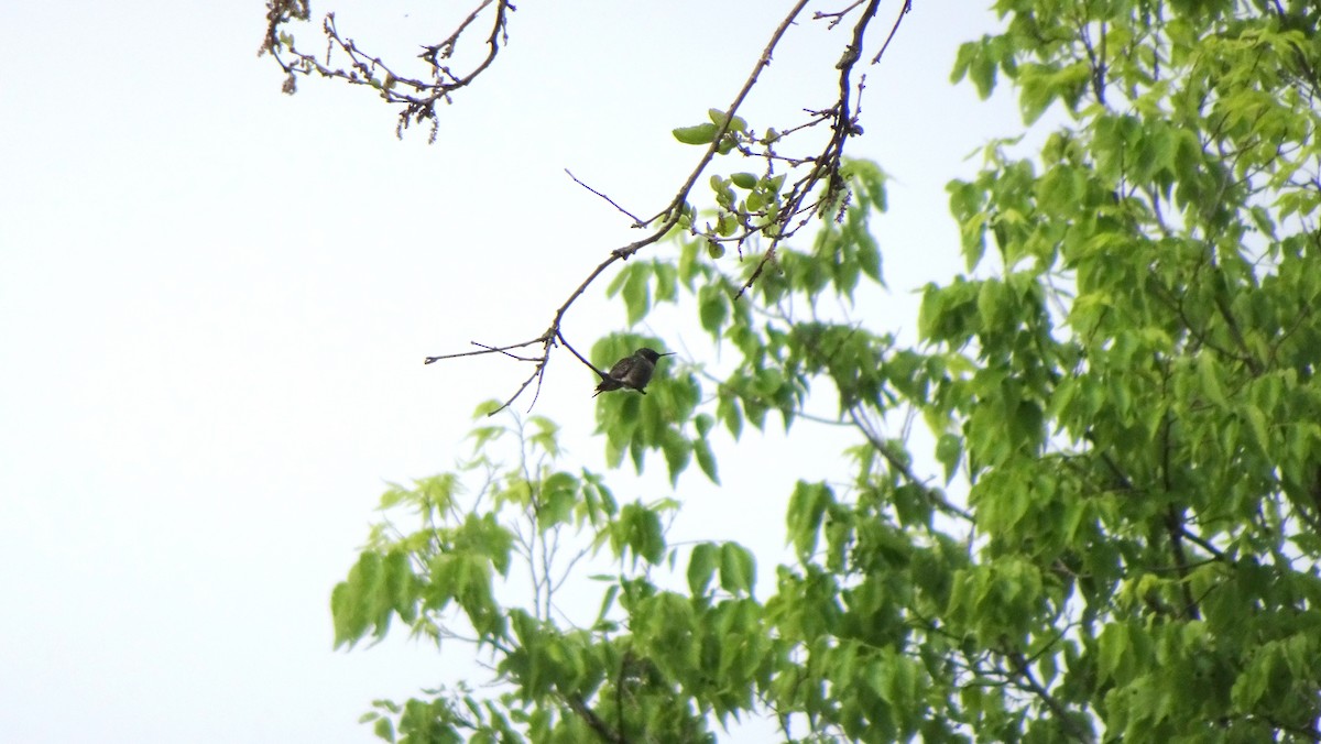 Ruby-throated Hummingbird - ML349735961