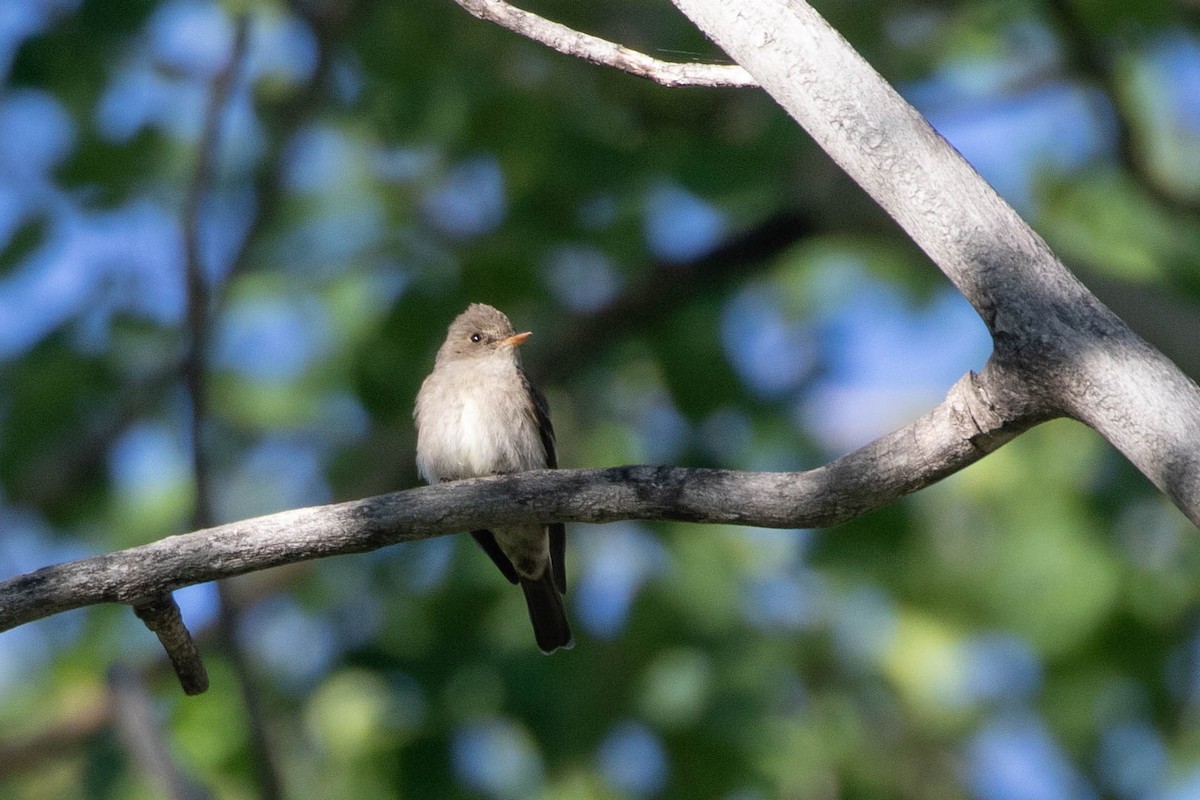 Western Wood-Pewee - ML349735991