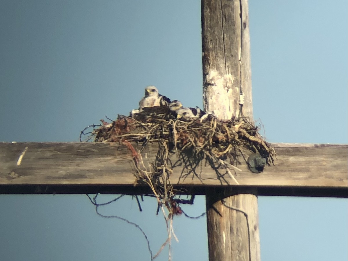 Ferruginous Hawk - ML349737131