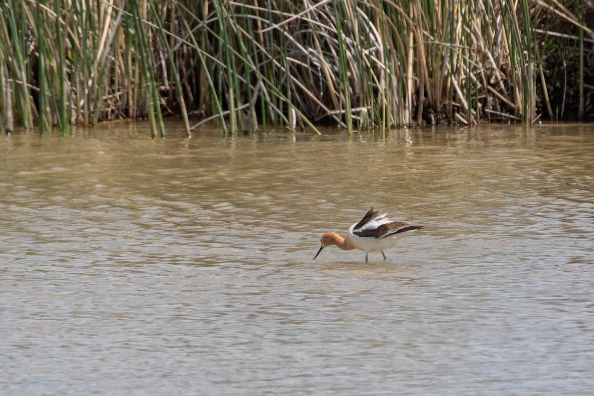American Avocet - ML349737931
