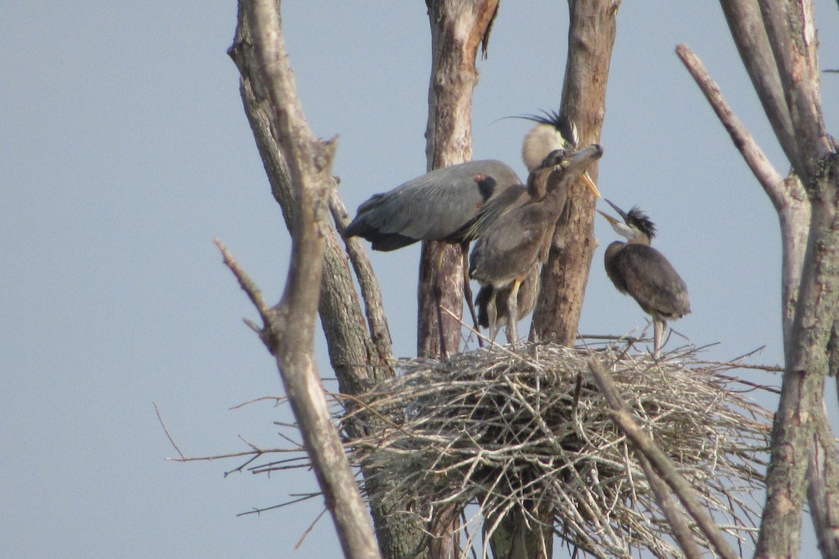 Great Blue Heron - ML349737981