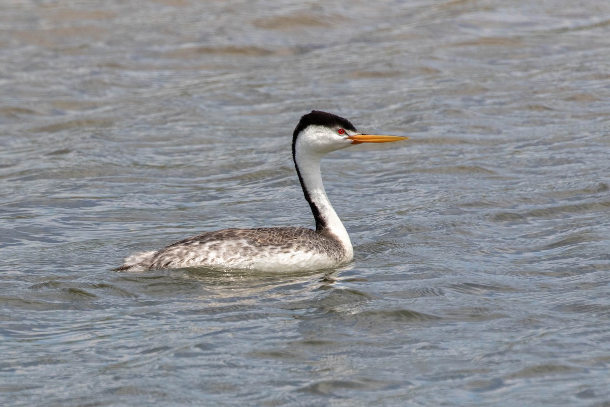 Clark's Grebe - Neil Hayward